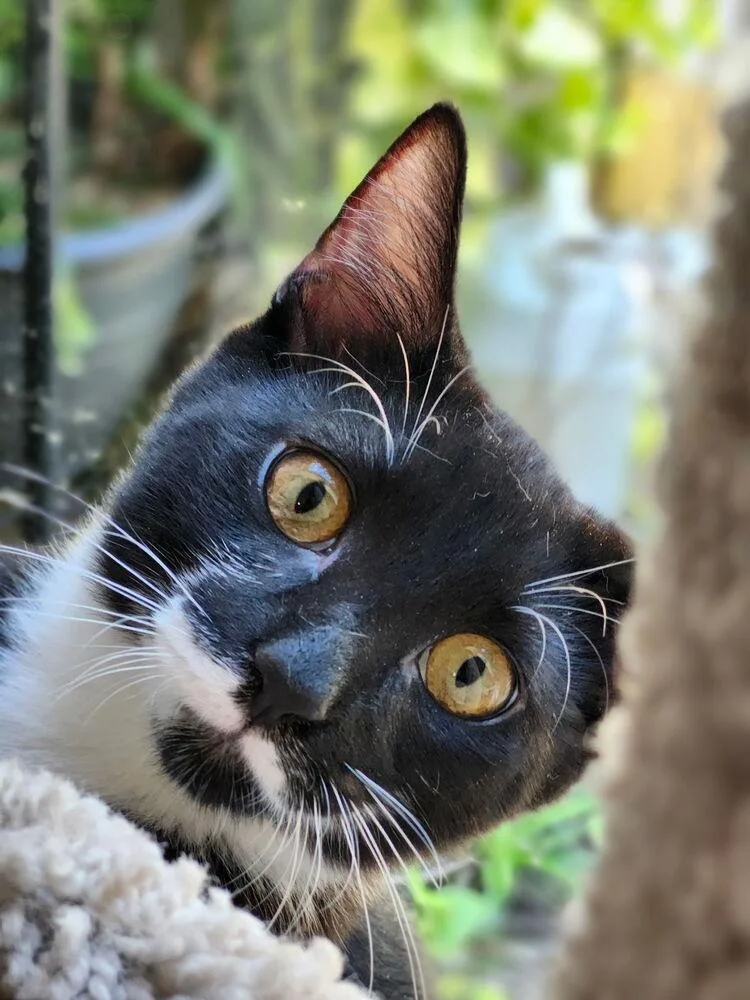 A baby medium-sized male Black & White / Tuxedo Domestic Short Hair cat named Bosko for adoption in Hartwell, GA