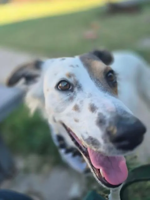 Peggy Sue thumbnail 5