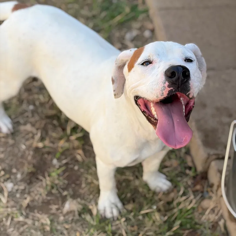 A young medium-sized female Boxer dog named Ceecee for adoption in Bastrop, TX
