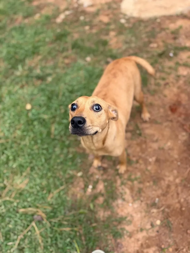 An adult medium-sized female Hound dog named Cherry for adoption in Summerdale, AL
