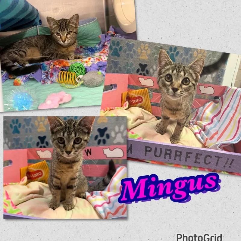 A baby large-sized female Domestic Short Hair cat named Mingus for adoption in Blountville, TN