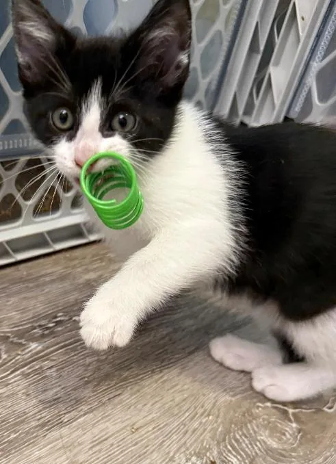 A baby medium-sized female Black & White / Tuxedo American Shorthair cat named Elle for adoption in Richardson, TX