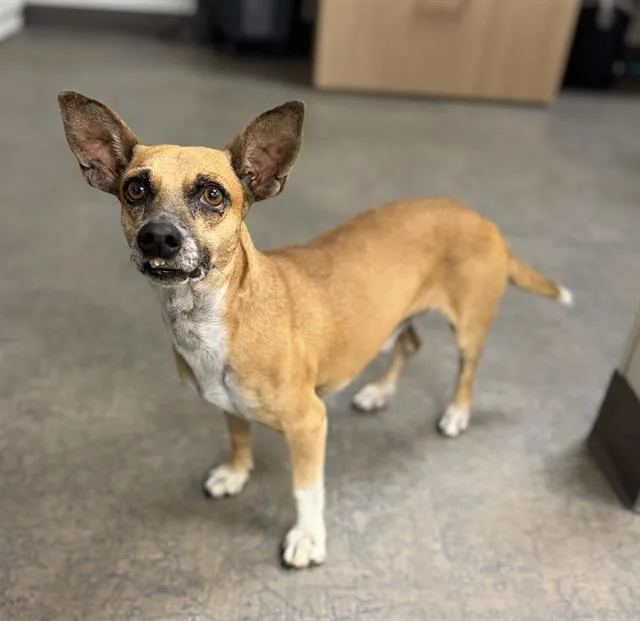 An adult small-sized male Chihuahua dog named Theo for adoption in Ontario, CA