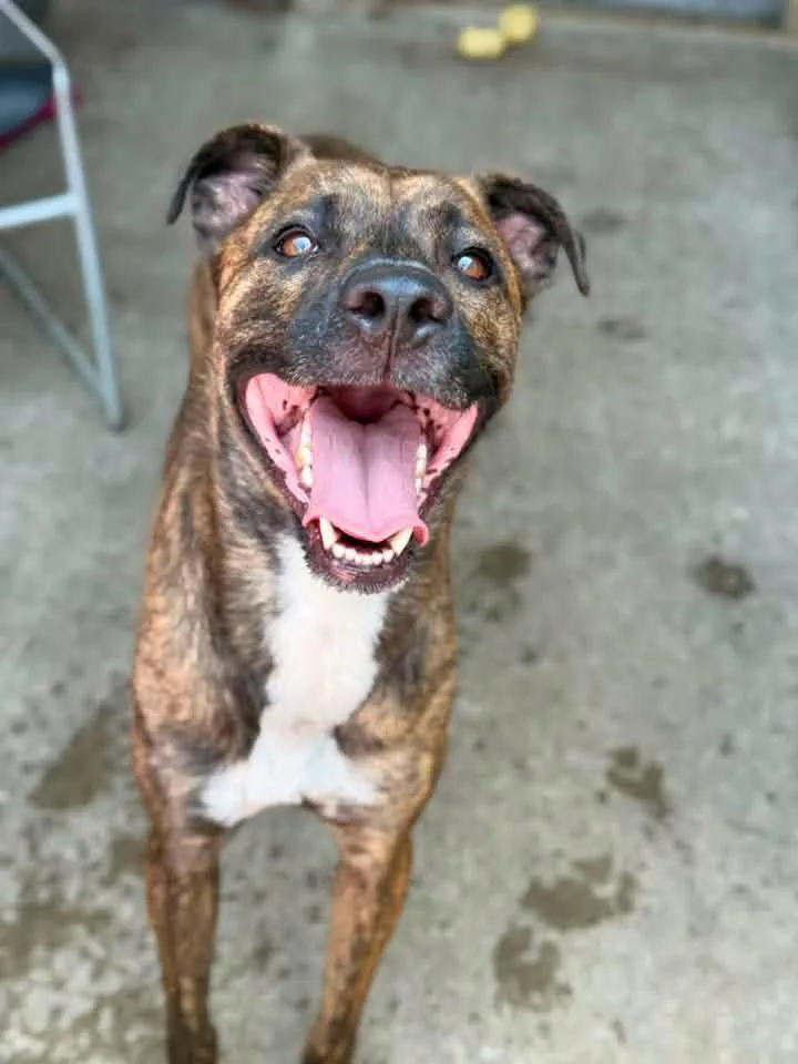 An adult medium-sized male Brindle Pit Bull Terrier dog named Jimsom for adoption in Chicago, IL