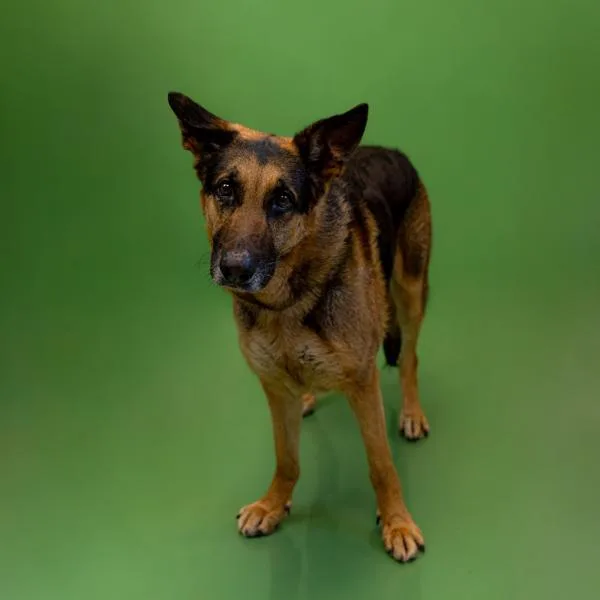 Pen C Mufasa thumbnail 2