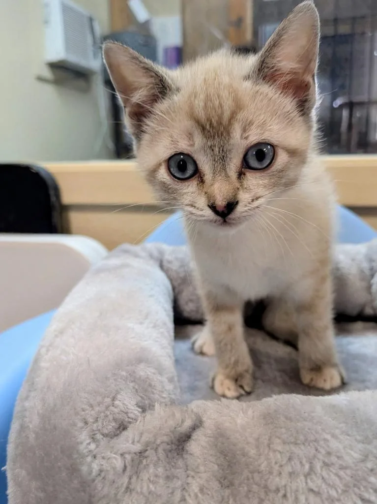 A baby medium-sized male Domestic Short Hair cat named General Custard for adoption in Richland Hills, TX