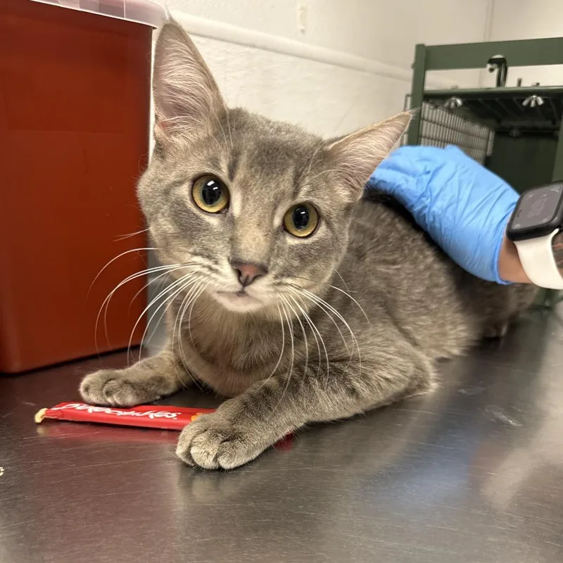 A young medium-sized male Gray / Blue / Silver Domestic Short Hair cat named Nick Wilde for adoption in Henderson, NV