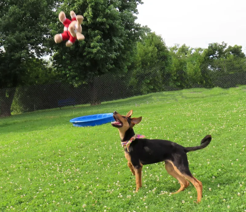 A baby medium-sized male Doberman Pinscher dog named Flip Flop C for adoption in Rogers, AR