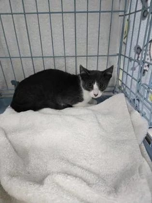 A baby small-sized male Domestic Short Hair cat named Lexus for adoption in Gainesville, FL