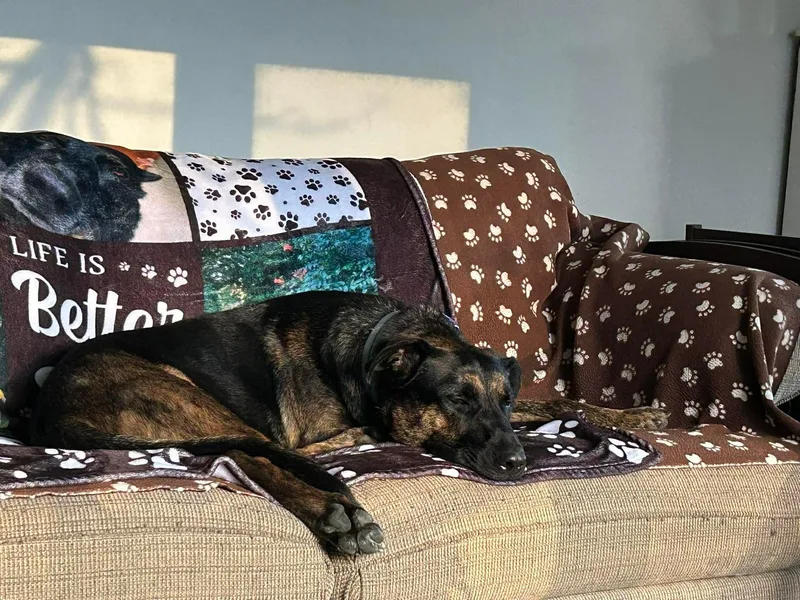 A young large-sized male German Shepherd Dog dog named Deacon for adoption in New Rochelle, NY