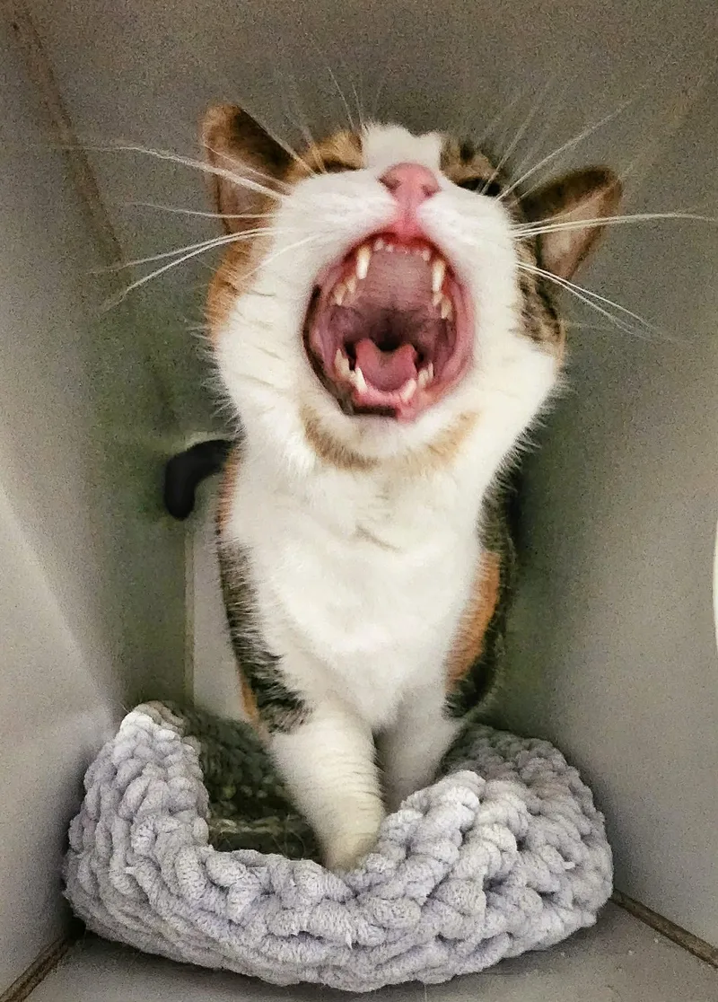 An adult medium-sized female Domestic Short Hair cat named Louisa for adoption in Gettysburg, PA