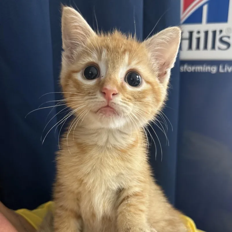 A baby small-sized female Orange / Red Domestic Short Hair cat named Ginger for adoption in Lake Jackson, TX