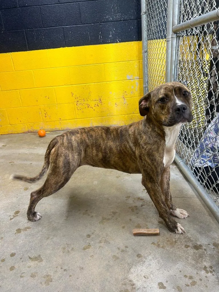 A baby large-sized female Mixed Breed dog named Penny for adoption in Murray, KY