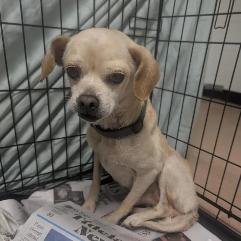 An adult small-sized male Yellow / Tan / Blond / Fawn Terrier dog named Timber for adoption in Newport, NC