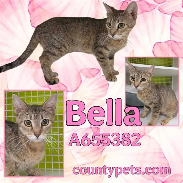 Bella
