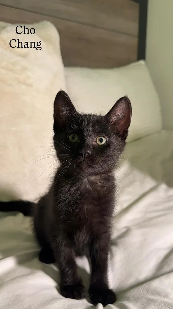 A baby small-sized male Black Domestic Short Hair cat named Cho Chang for adoption in Beaumont, CA