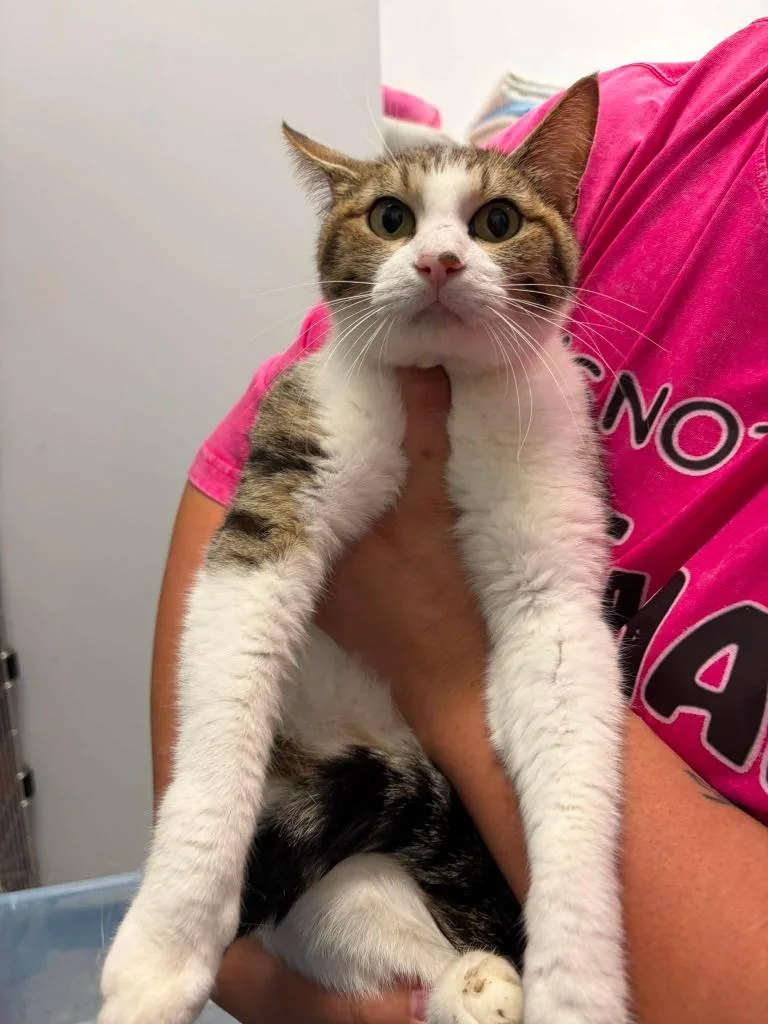 A young medium-sized female Domestic Short Hair cat named Misty for adoption in Republic, MO