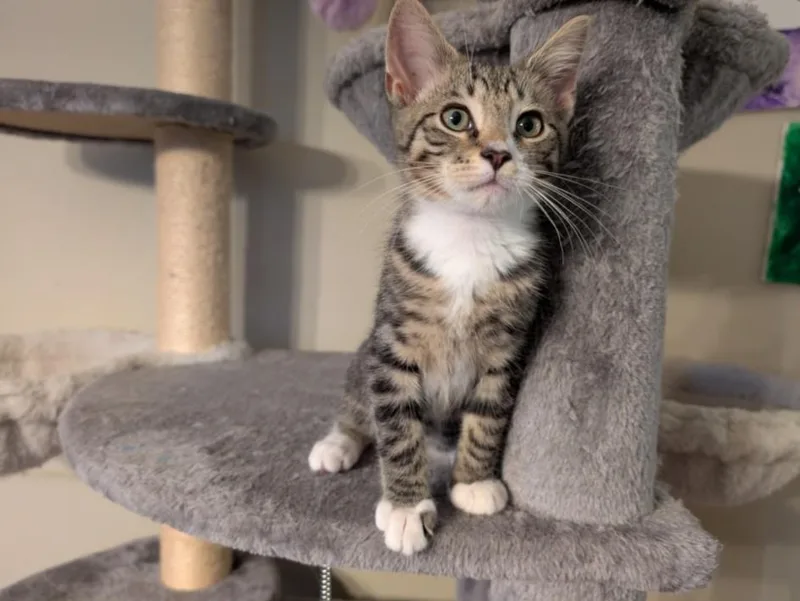 A baby small-sized male Domestic Short Hair cat named Trumpet for adoption in Hagerstown, MD
