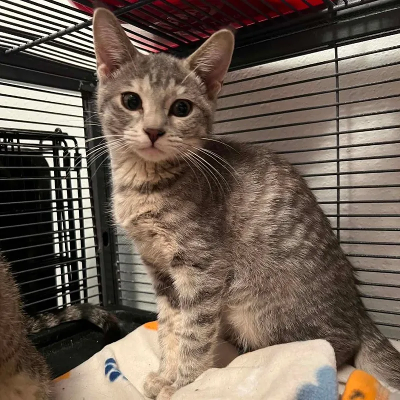 A baby small-sized female Gray / Blue / Silver Domestic Short Hair cat named Blanch for adoption in Wadena, MN