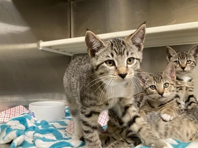 A baby small-sized male Domestic Short Hair cat named Mars for adoption in Tustin, CA