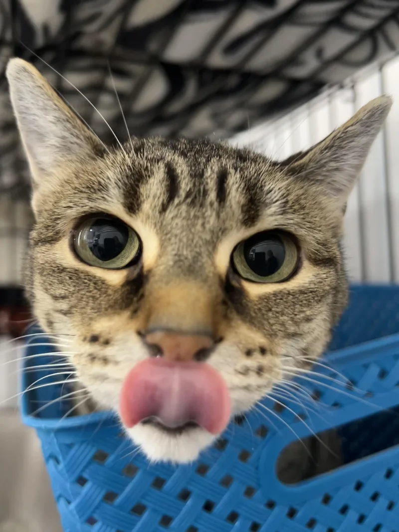 An adult medium-sized female Tabby (Brown / Chocolate) Domestic Short Hair cat named Mila for adoption in Lansing, MI