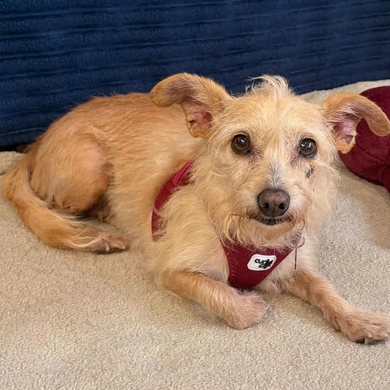 A senior small-sized female Yellow / Tan / Blond / Fawn Terrier dog named Buffy for adoption in San Francisco, CA