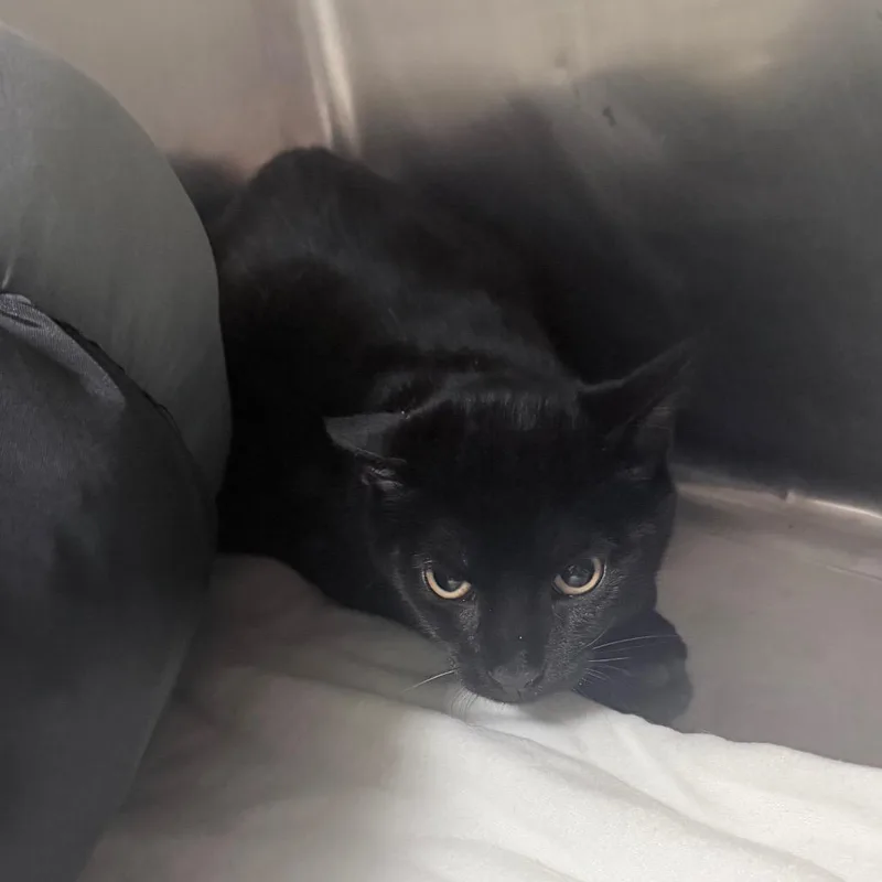 A baby medium-sized male Domestic Short Hair cat named Duke for adoption in Titusville, FL