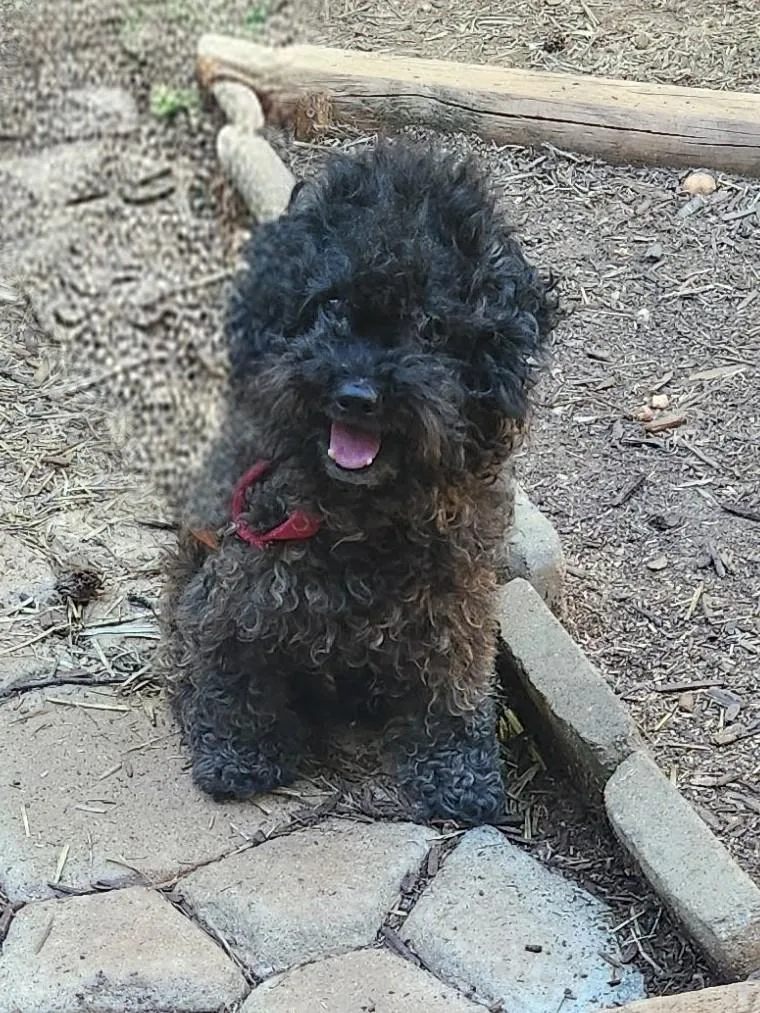 An adult small-sized male Gray / Blue / Silver Miniature Poodle dog named Dudley Pawsrite for adoption in Troutman, NC