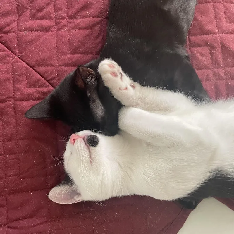 A baby small-sized male Gray / Blue / Silver Domestic Short Hair cat named Maverick for adoption in Los Angeles, CA