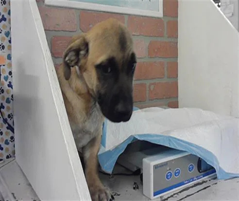 A baby small-sized male German Shepherd Dog dog named Enzo for adoption in Houston, TX