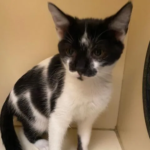 A baby small-sized female White Domestic Short Hair cat named Princess Donut for adoption in Dayton, OH