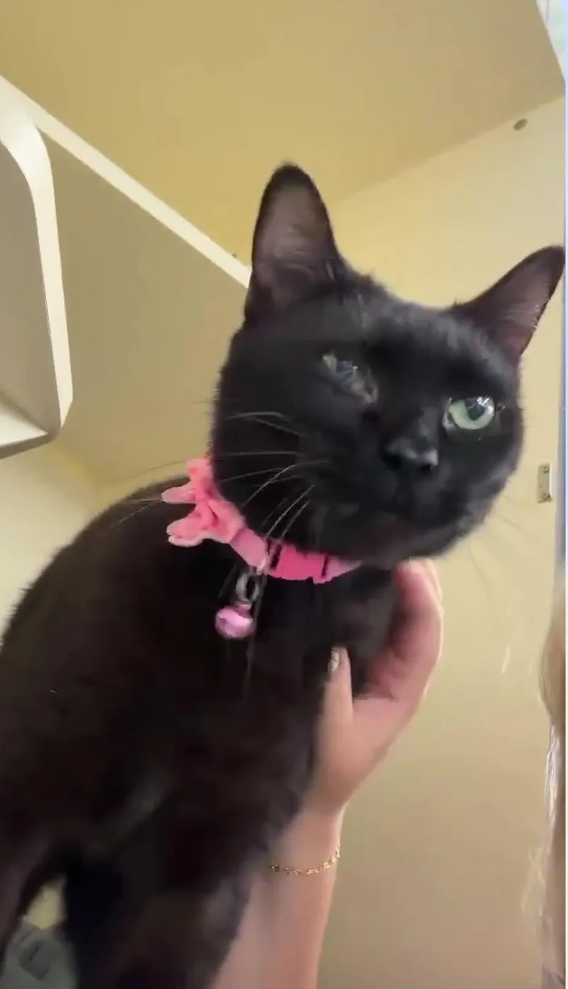 A young medium-sized female Black Domestic Short Hair cat named Itsy for adoption in Beckley, WV
