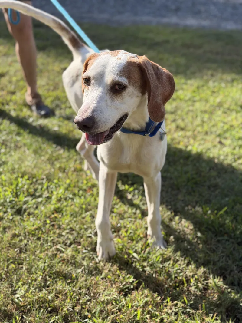 An adult medium-sized male Hound dog named Jake for adoption in Gloucester, VA