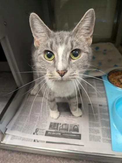 An adult medium-sized female Domestic Short Hair cat named Mona for adoption in Louisburg, NC