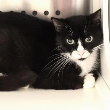 An adult medium-sized female Black Domestic Short Hair cat named 26-01182 for adoption in Fredericksburg, VA
