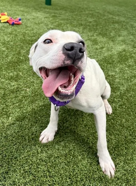 A young medium-sized female Pit Bull Terrier dog named Nester for adoption in Statesville, NC