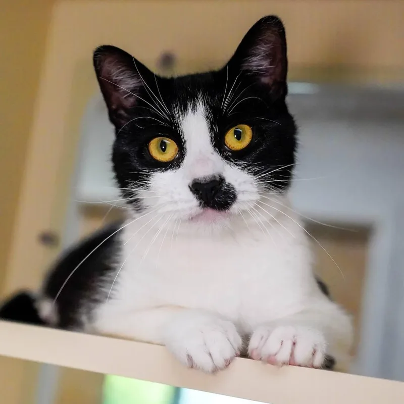 A young medium-sized female White Domestic Short Hair cat named Addie for adoption in Thomaston, ME