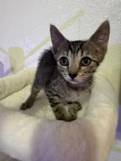 A baby small-sized female Tabby (Gray / Blue / Silver) Domestic Short Hair cat named Wanda for adoption in Liverpool, TX
