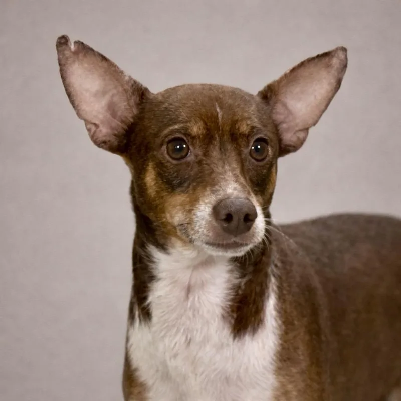An adult small-sized male Chihuahua dog named Bowie  A Patient for adoption in Hondo, TX