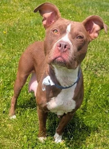 An adult medium-sized female Pit Bull Terrier dog named Noodle for adoption in Akron, OH
