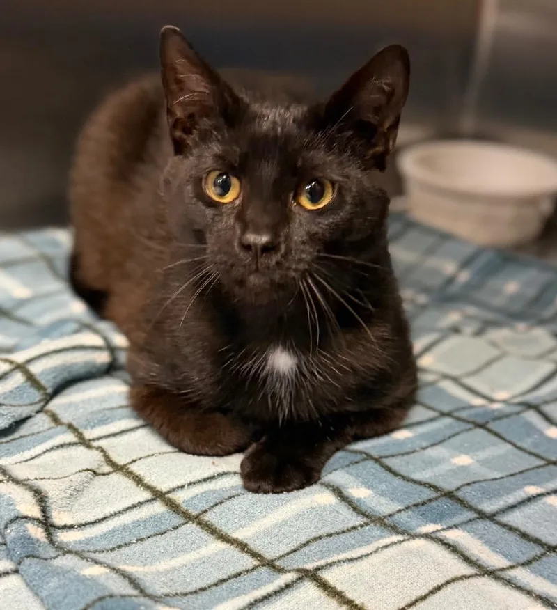 A baby medium-sized male Black Domestic Short Hair cat named Cheese Stick for adoption in Columbus, NE