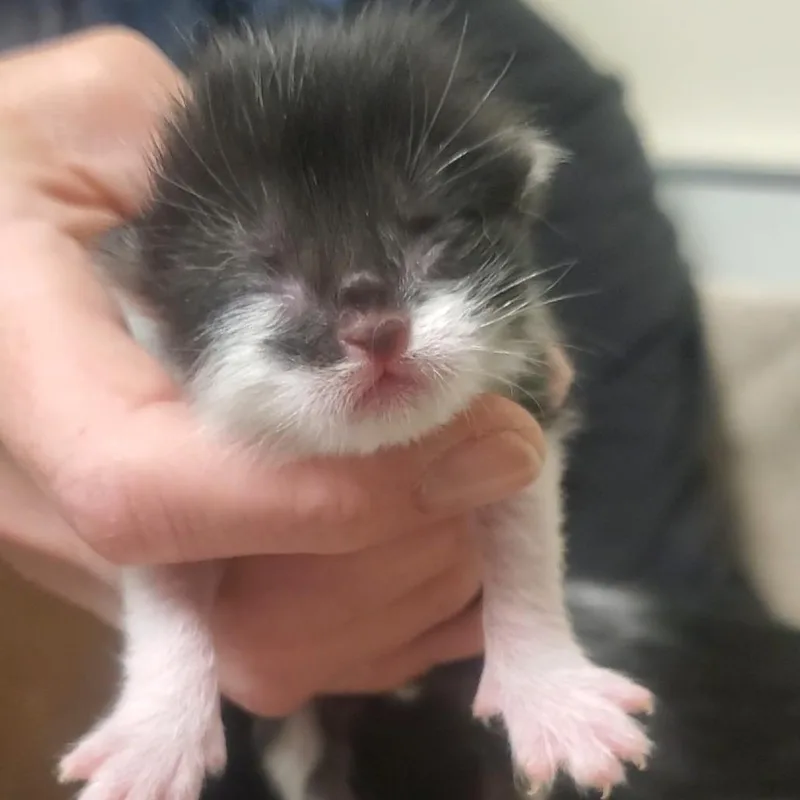 A baby small-sized male Black Domestic Short Hair cat named Beetle for adoption in Novelty, OH