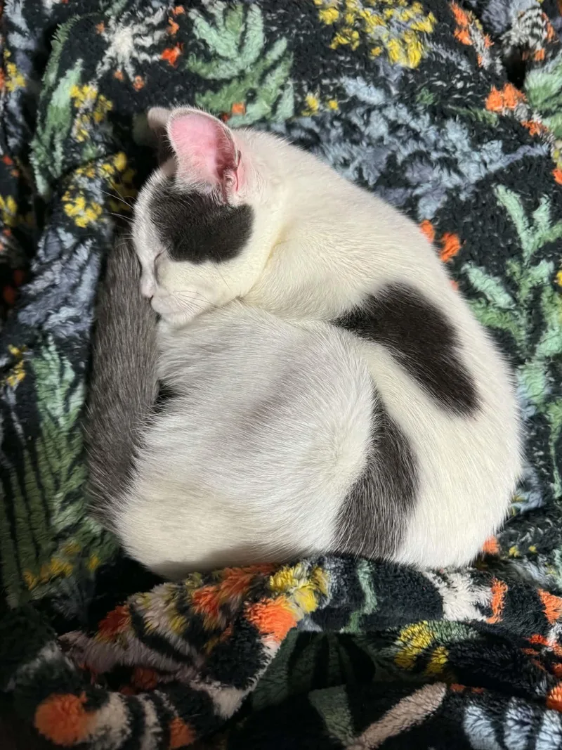 A baby small-sized male Gray & White Domestic Short Hair cat named Mini Moo and Oreo for adoption in Milwaukee, WI