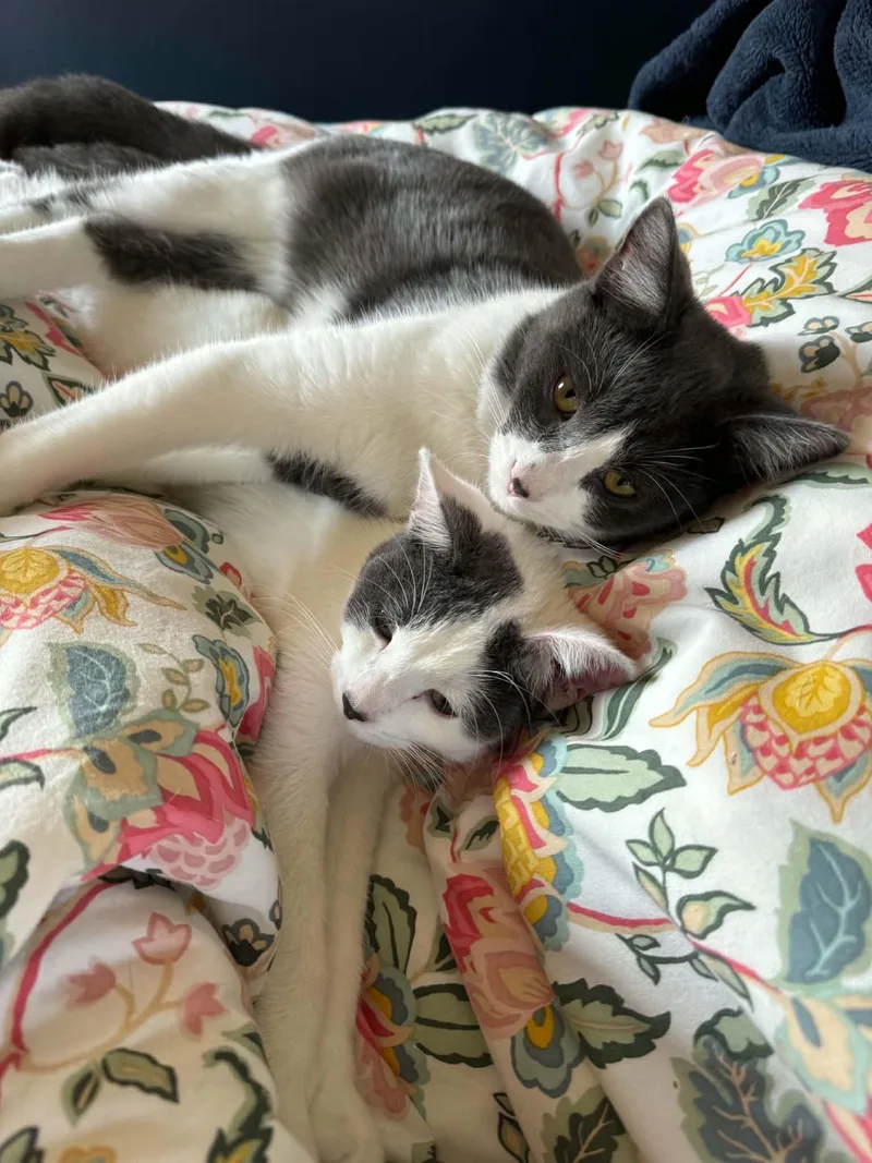Mini Moo and Oreo thumbnail 2