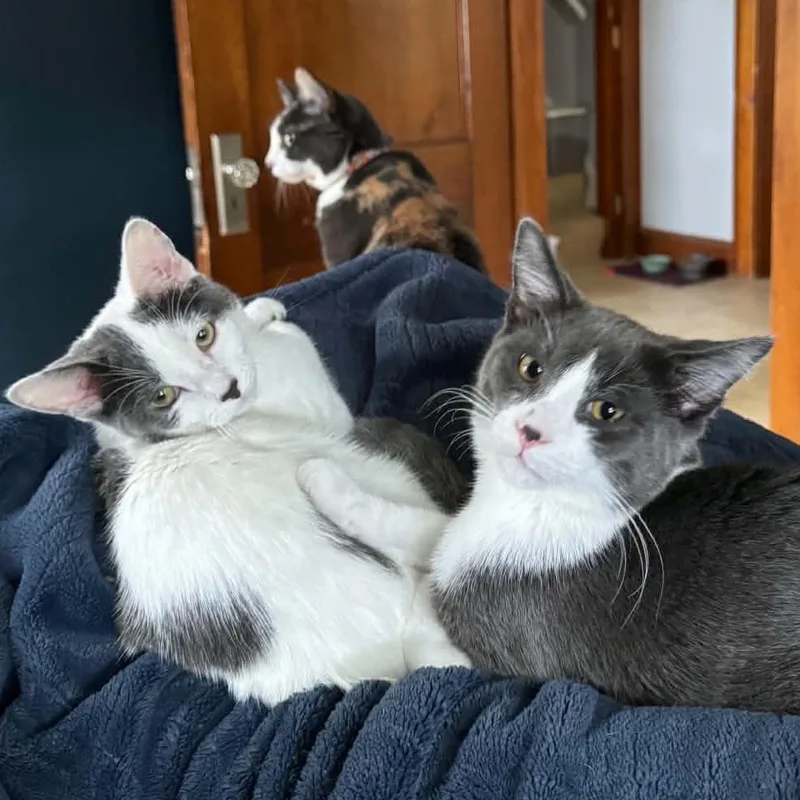 Mini Moo and Oreo thumbnail 4