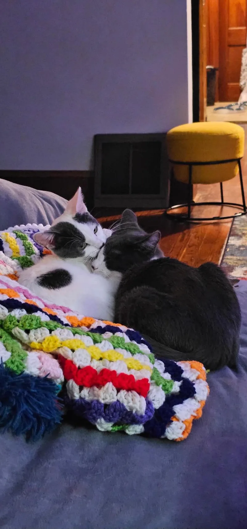 Mini Moo and Oreo thumbnail 5