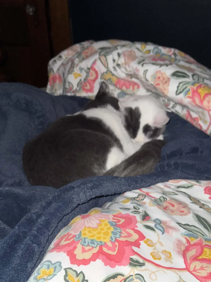 Mini Moo and Oreo thumbnail 6