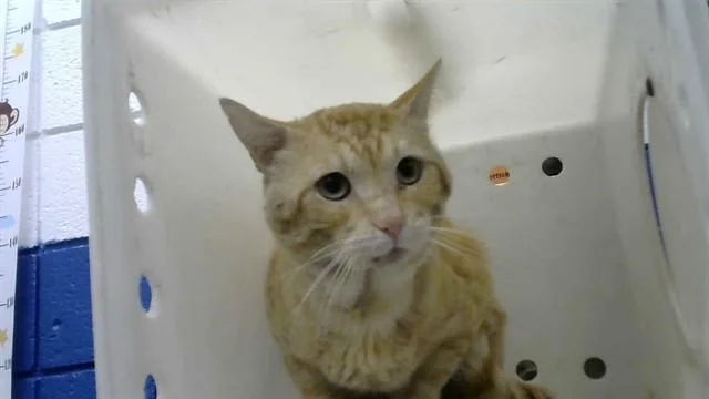 A young medium-sized male Domestic Short Hair cat named Christopher for adoption in Albuquerque, NM