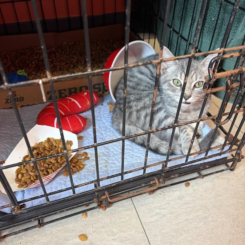 A young small-sized male Gray / Blue / Silver Domestic Short Hair cat named Simba for adoption in Newark, NJ