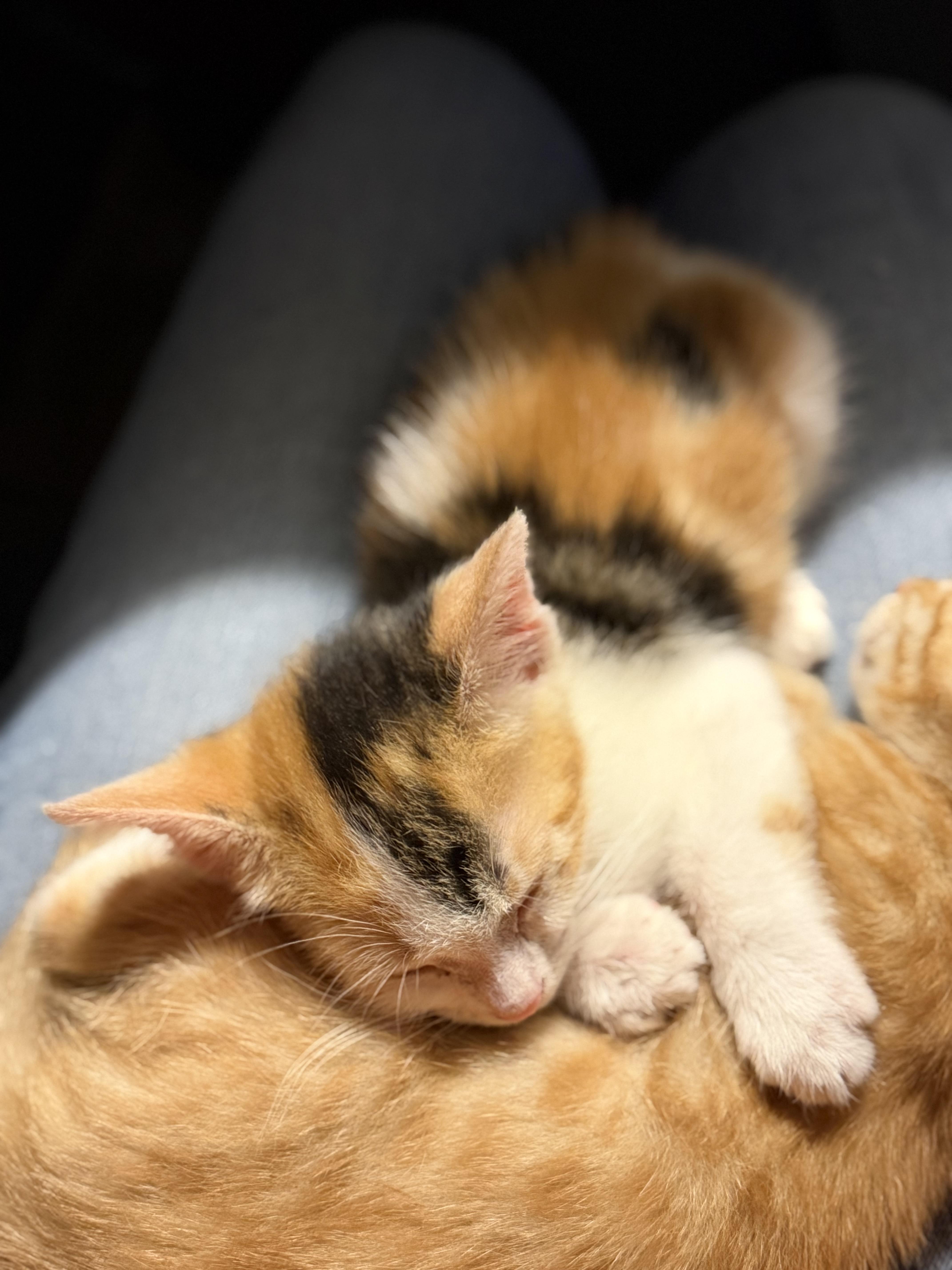 A baby medium-sized female Dilute Calico cat named Perch for adoption in Pasco, WA